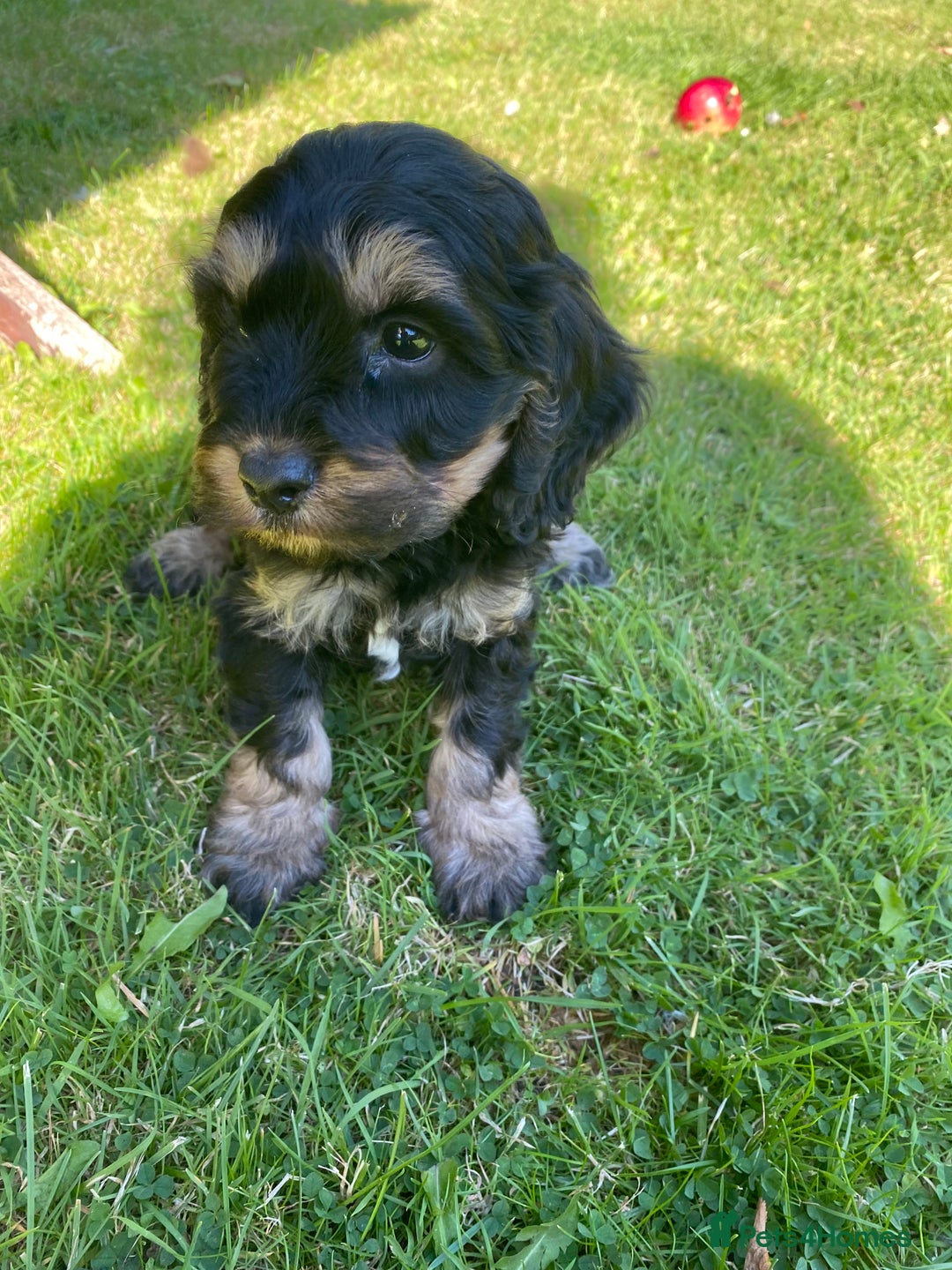 Cockapoo dogs for sale: F1 Cockapoo little girl,ready now. - Image 2
