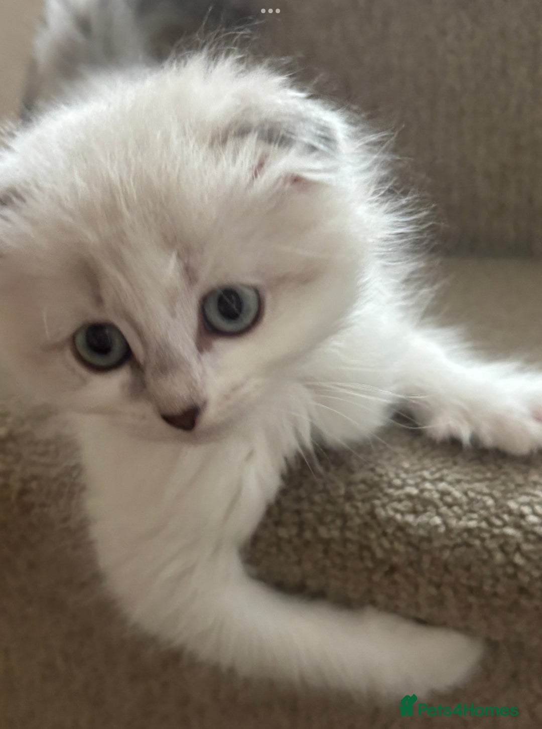 Scottish Fold cats for sale: 5 fluffy Scottish fold kittens  - Image 20
