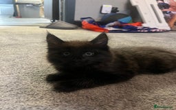 Maine Coon cats for sale: XL Maine Coon Kittens - Image 2