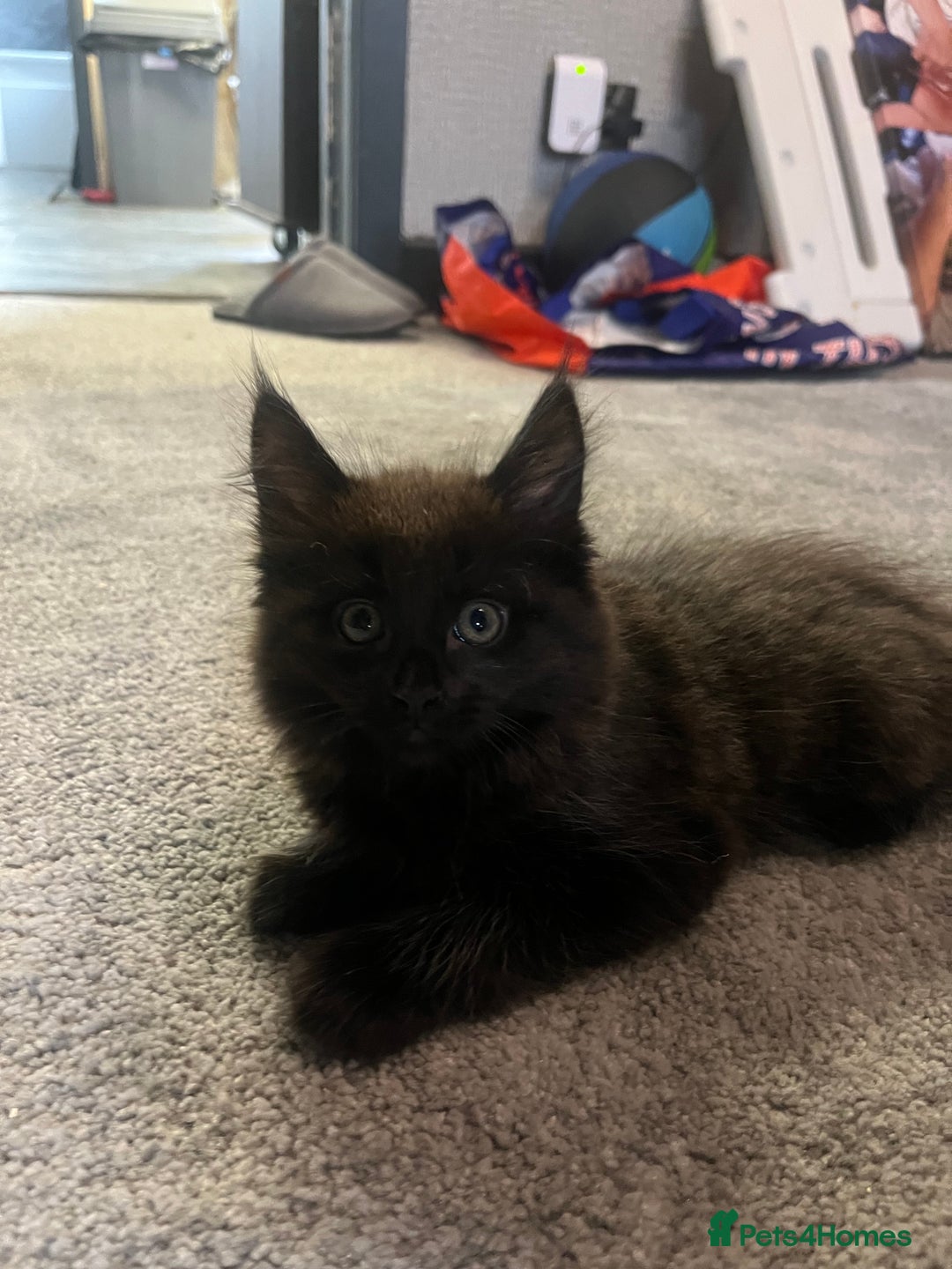 Maine Coon cats for sale: XL Maine Coon Kittens - Image 2