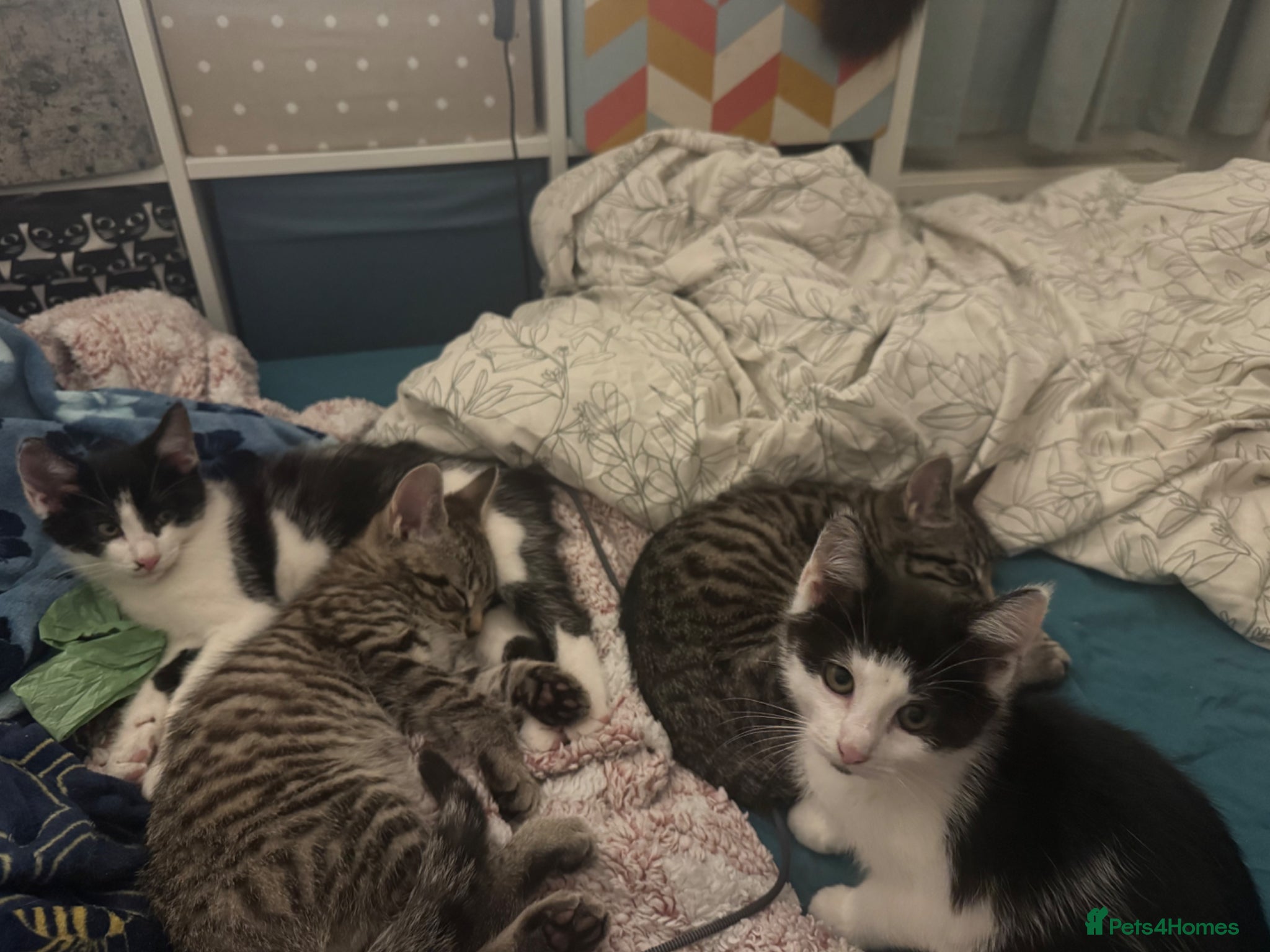 Domestic Shorthair cats Litter of 4 Healthy Domestic Shorthair Kittens  - Advert 1