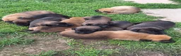 Belgian Shepherd Dog dogs for sale: Belgian malinios cross dutch shepherd - Advert 4