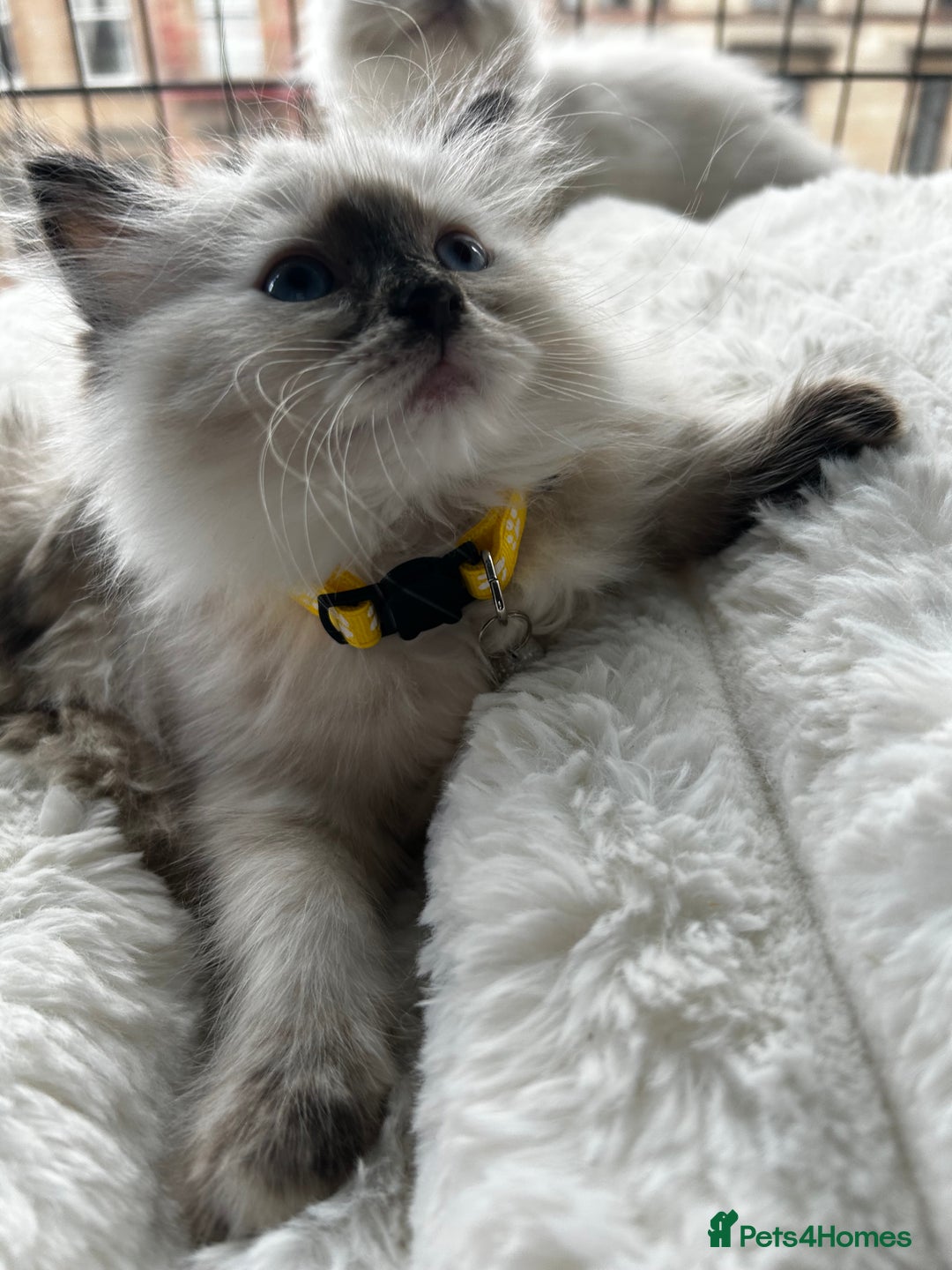 Ragdoll cats for sale: 3 STUNNING RAGDOLL KITTENS AVAILABLE - Image 5