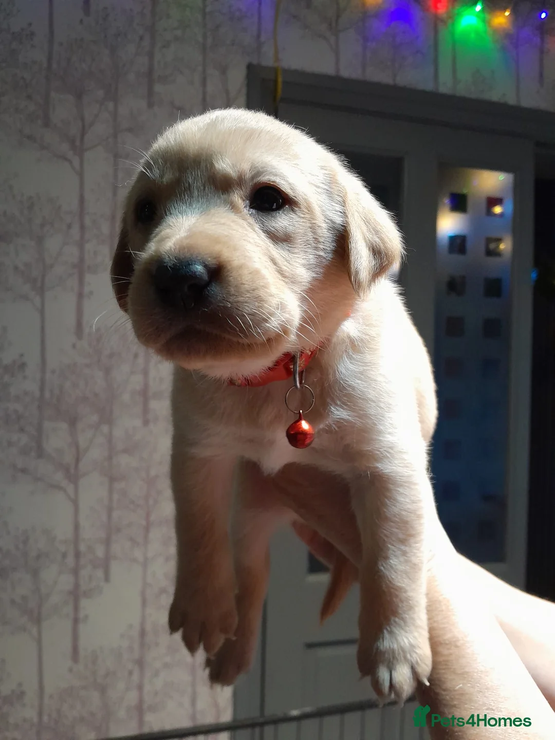 Labrador Retriever dogs for sale: 8 golden/fox red labradors  - Advert 10