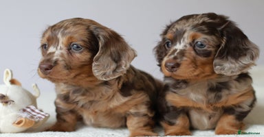 Miniature Dachshund dogs - Advert 5