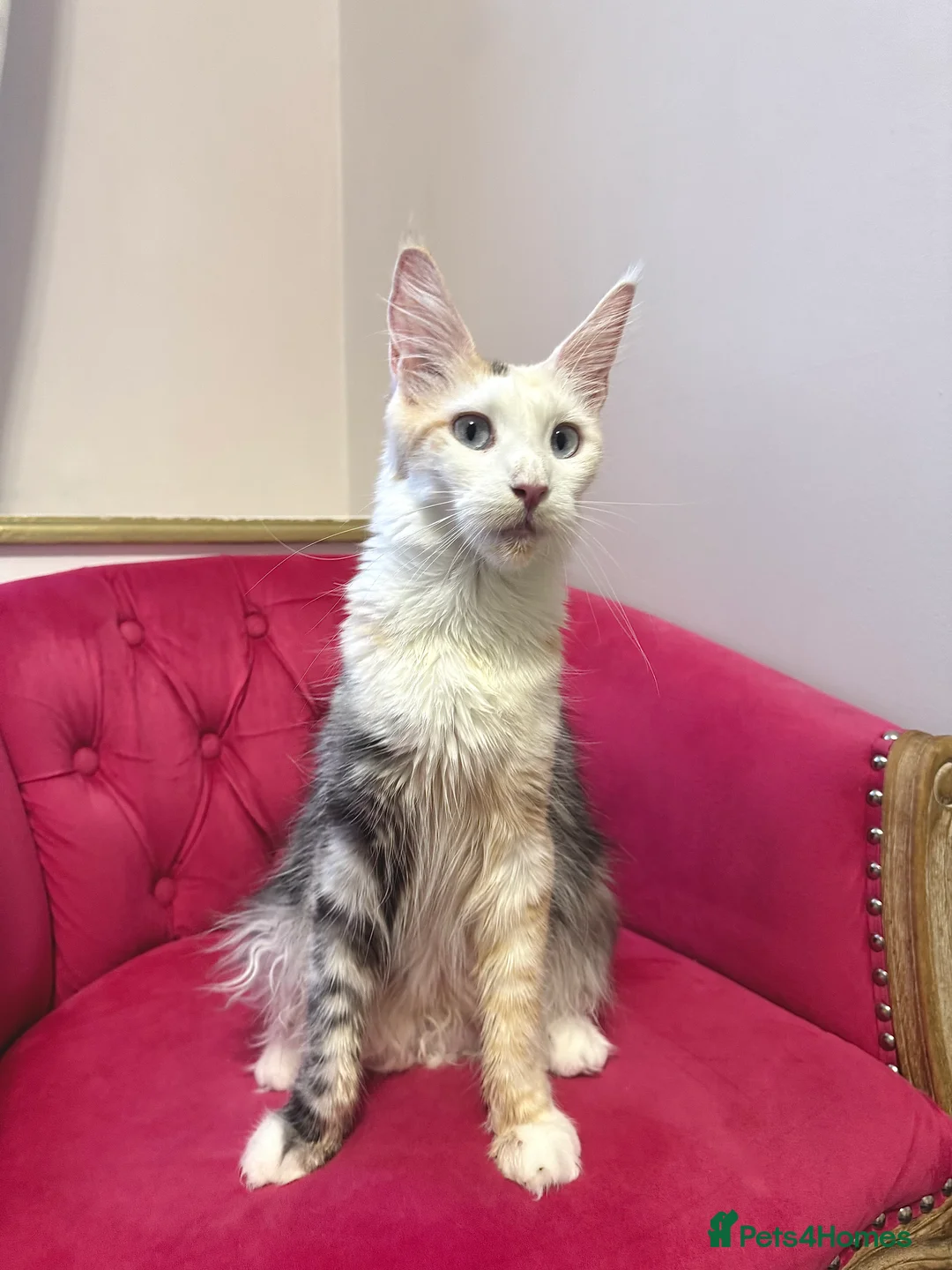 Maine Coon cats for sale: MaineCoon Kittens 🏆20+Gen🧬 Outstadning Pedigree - Advert 39