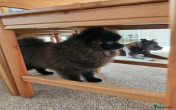 Pomeranian dogs for sale: Pomeranian Boy Pup - Image 8