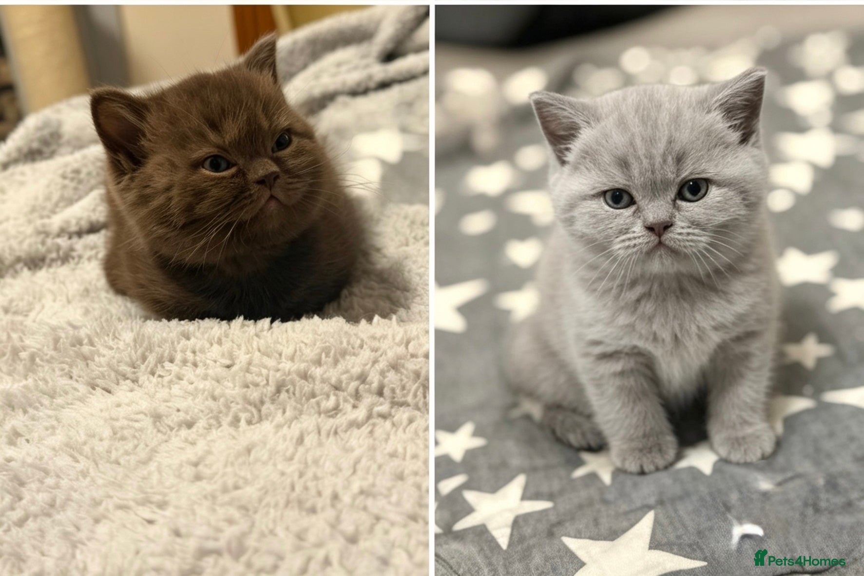 British Shorthair cats Stunning gccf lilac and chocolate females 🐾 - Advert 1