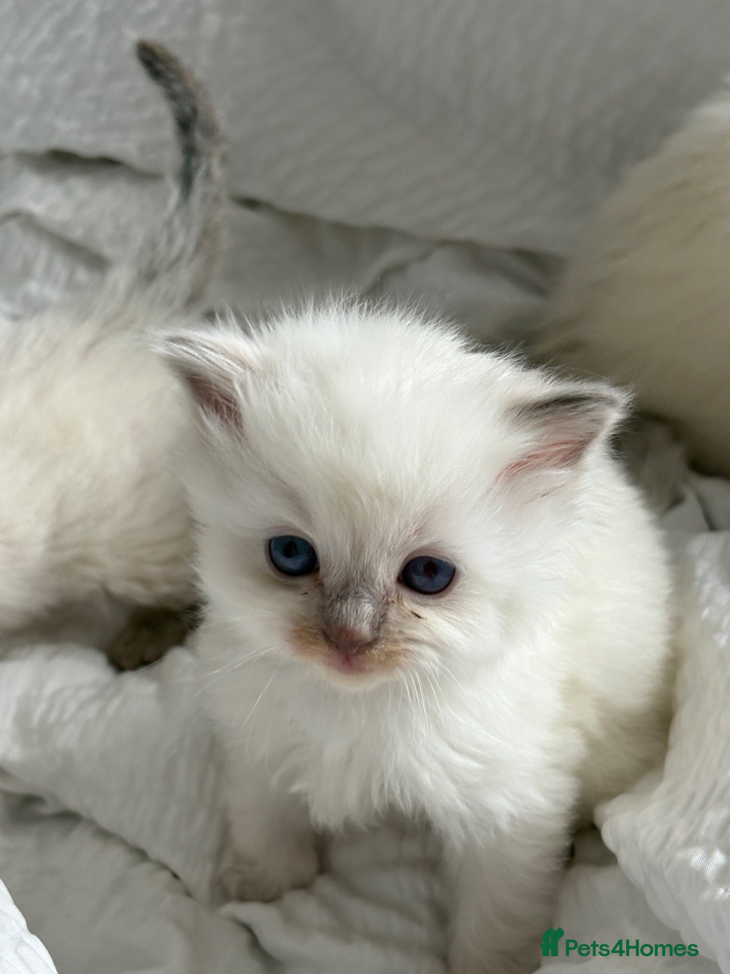Ragdoll cats 💕💕 Stunning GCCF Kittens 💕💕 - Advert 4
