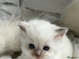 Ragdoll cats 💕💕 Stunning GCCF Kittens 💕💕 - Advert 4