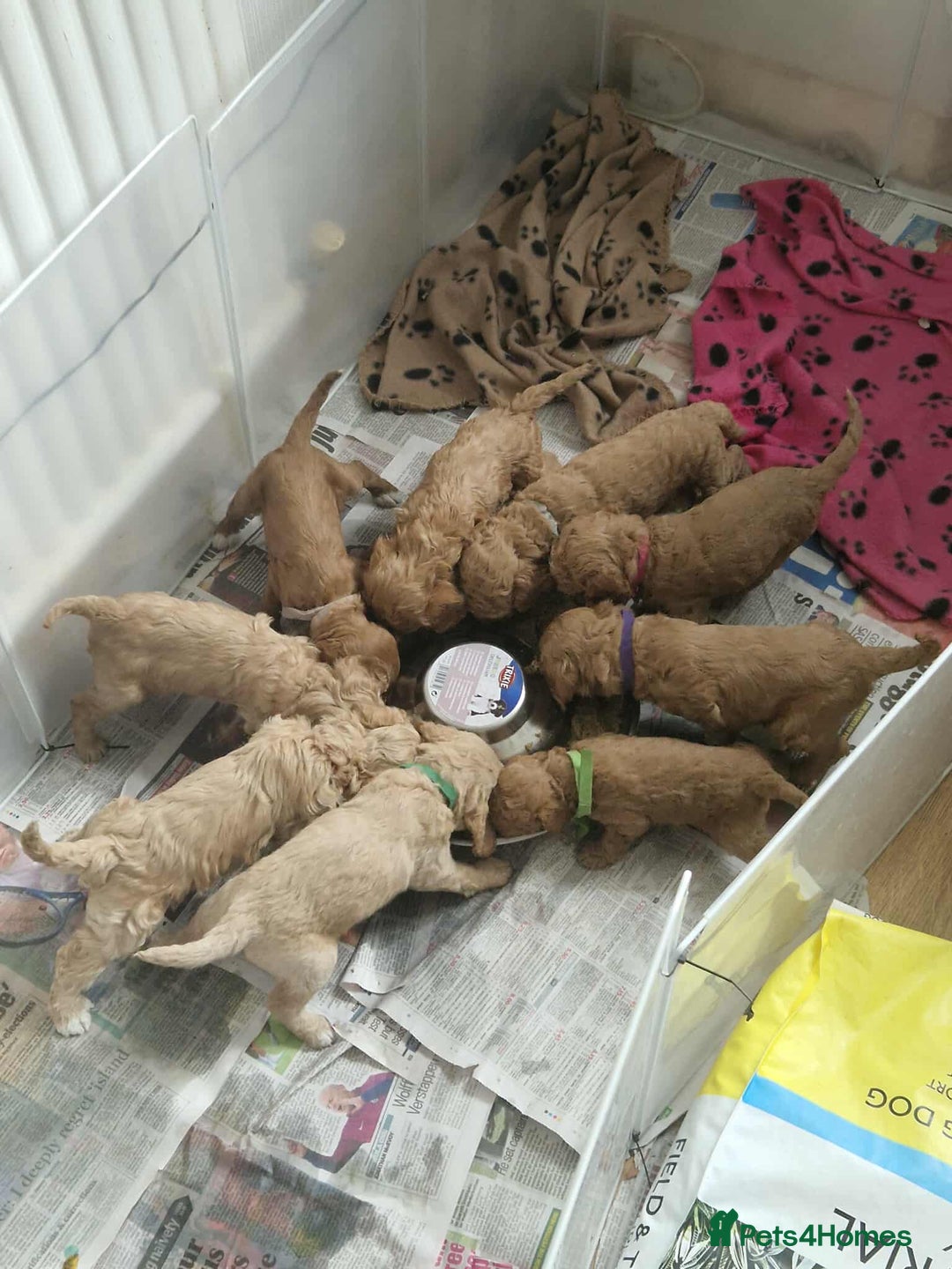 Cavapoo dogs for sale: Cavapoo Puppies  - Image 14