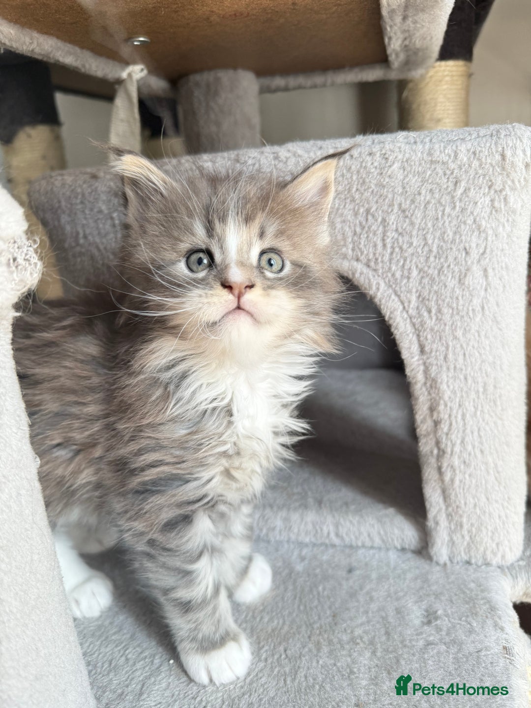 Maine Coon cats for sale: Pedigree fluffy Maine coon kittens - Image 13