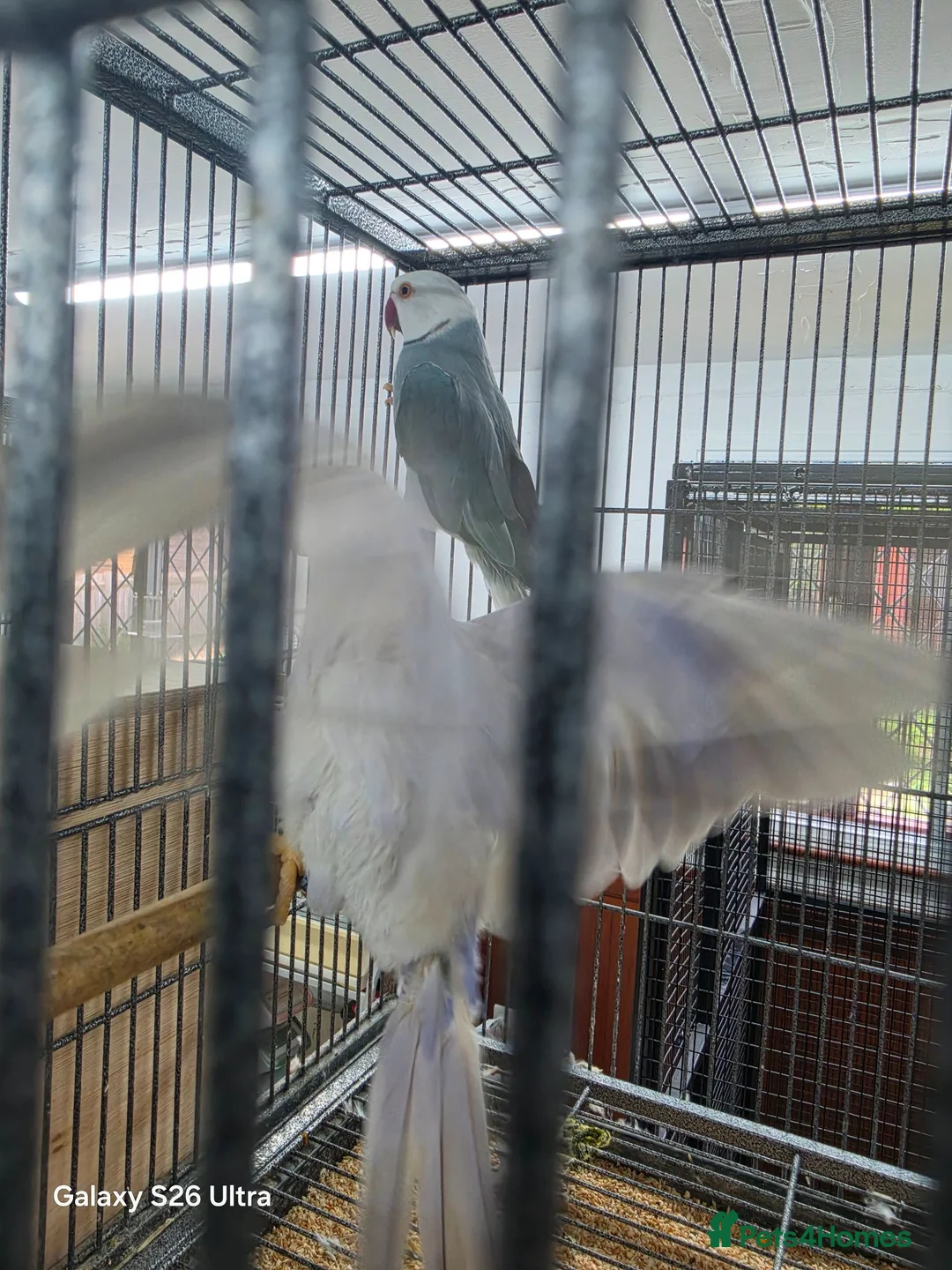 Ringnecks birds for sale: Breeding Pairs of Indian Ringnecks for sale - Advert 11