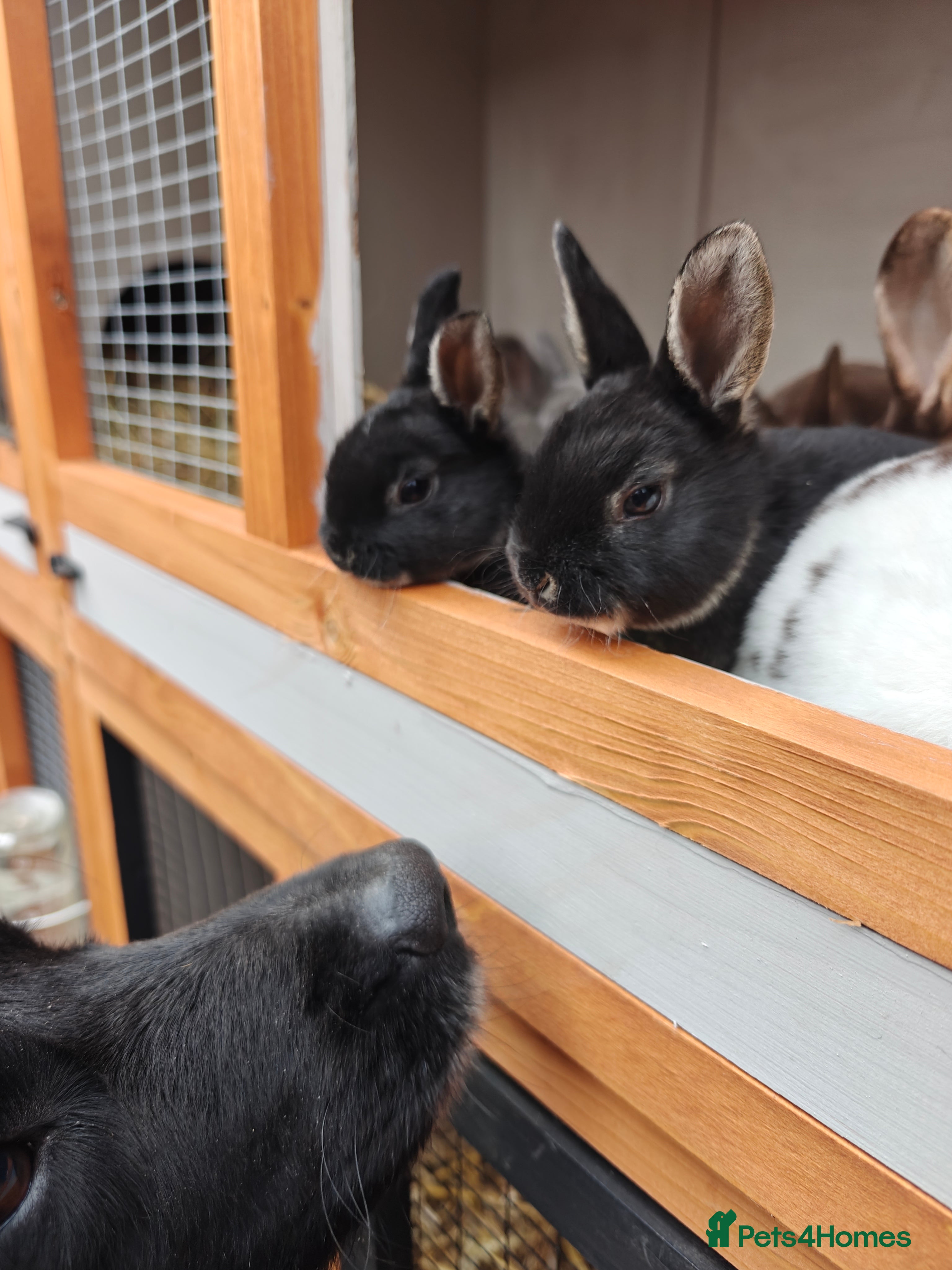 Rex rabbits Mini Rex Babies - Advert 8