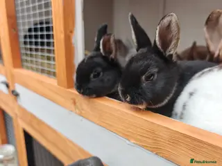 Rex rabbits Mini Rex Babies - Advert 8