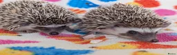 Pygmy Hedgehog rodents for sale: Reduced!!! 3 Stunning Females. Ready Now!!!! - Advert 11
