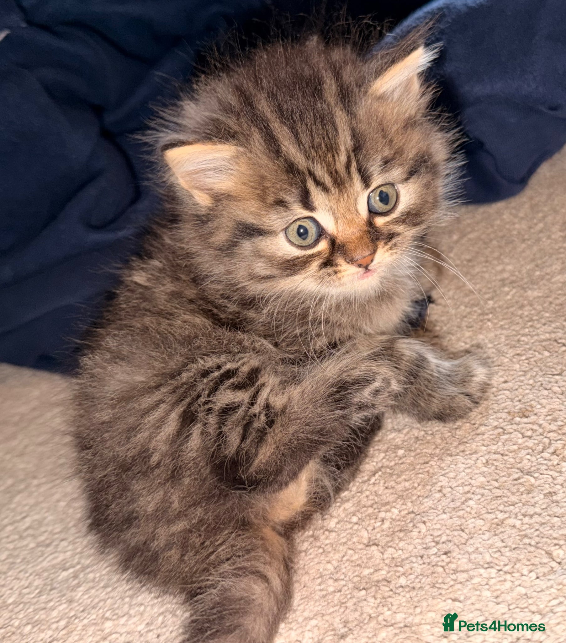 Persian cats READY TO LEAVE- 2 BOYS - 1 GIRL - Persian Kittens - Advert 16