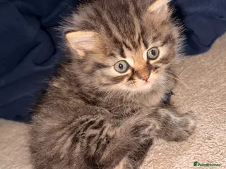 Persian cats READY TO LEAVE- 2 BOYS - 1 GIRL - Persian Kittens - Advert 16