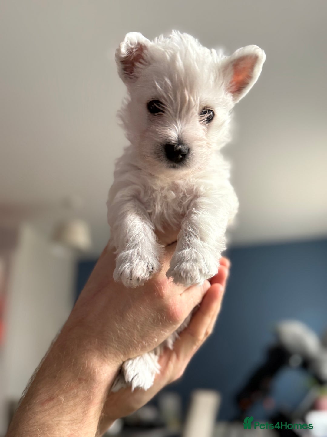 West Highland Terrier dogs for sale: Only 4 Westie Puppies Left – Ready for Homes Now! - Advert 21