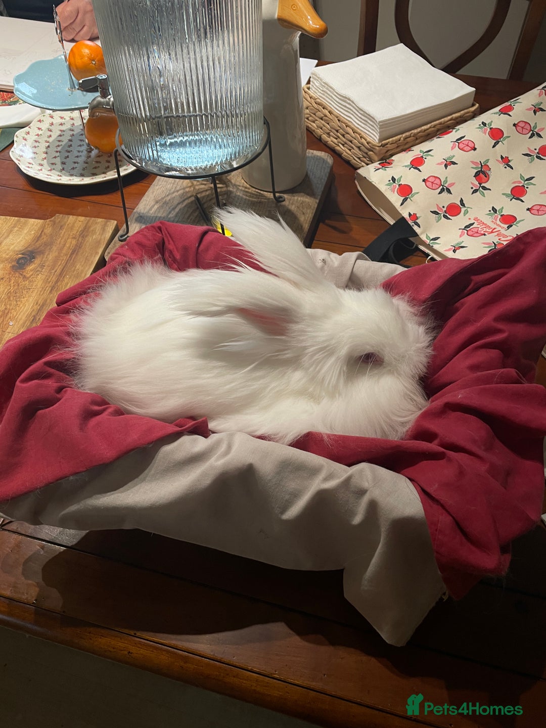 Angora rabbits for sale: Two bonded Angora bunnies for sale - Advert 3