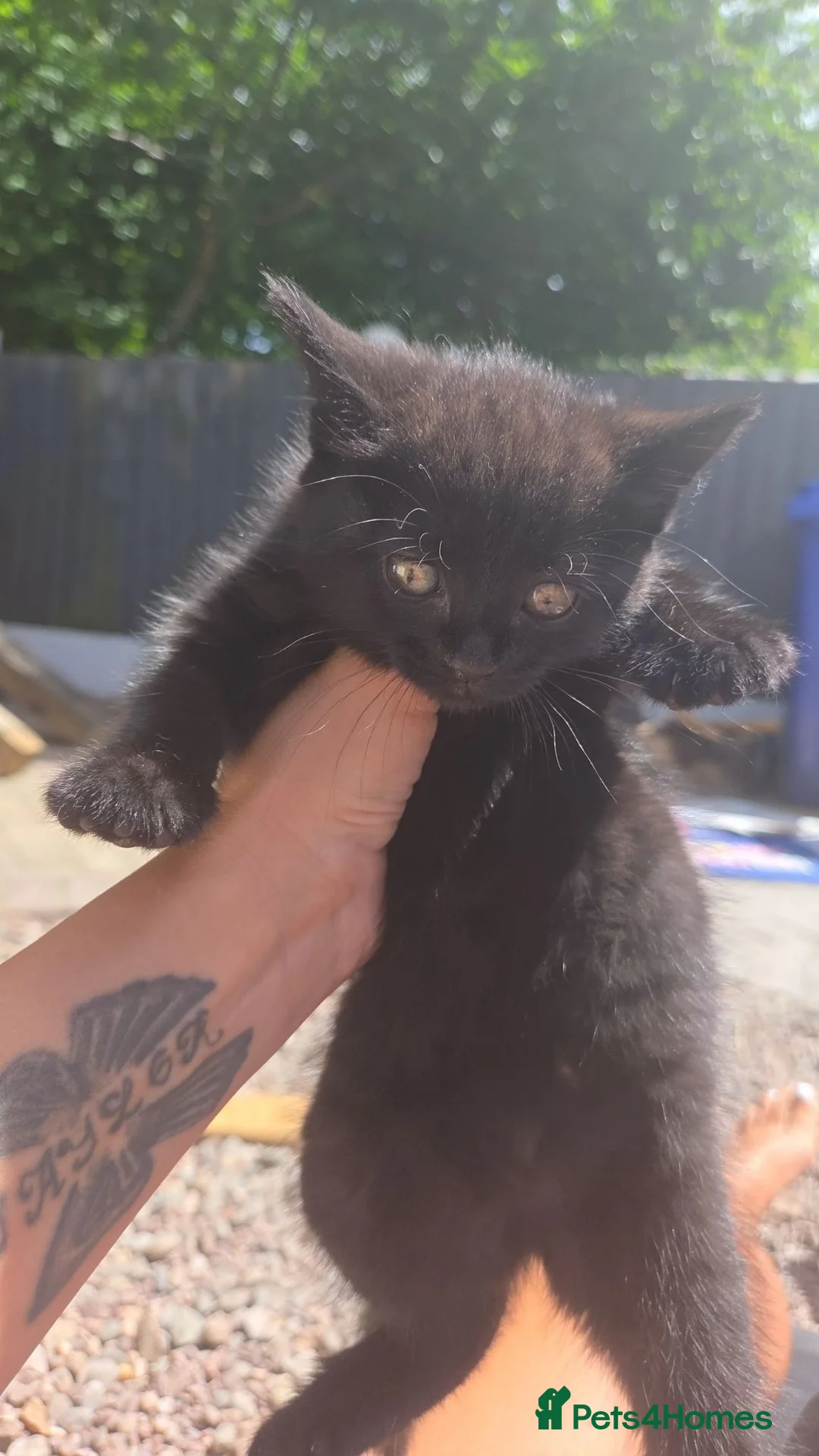 Mixed Breed cats for sale: 3 gorgeous kittens for sale - Advert 2