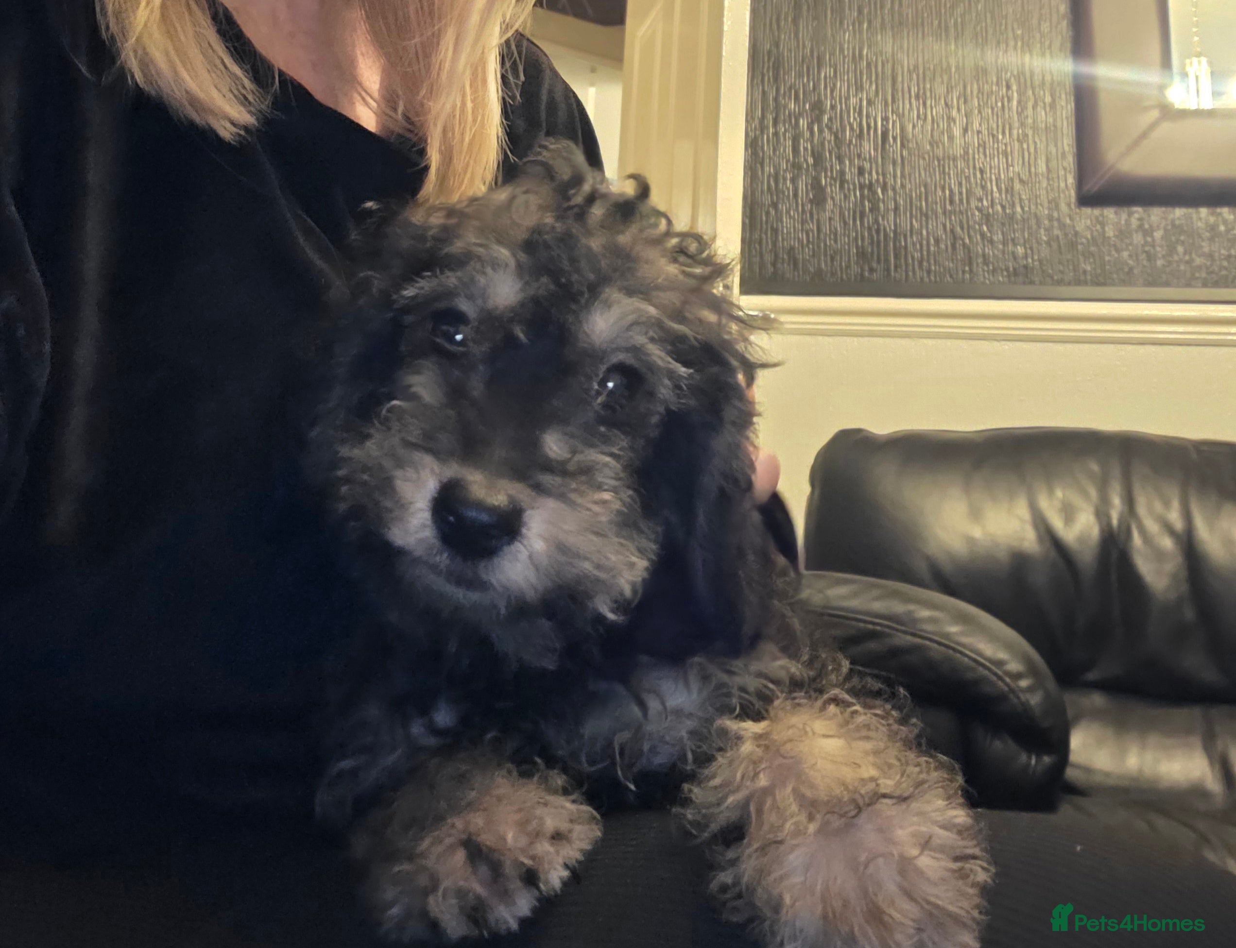 Doxiepoo dogs Beautiful toy poodle phantom rare colour 3/4 pups - Advert 1