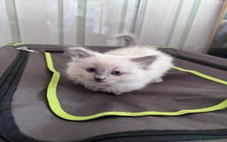Ragdoll cats for sale: Loving Ragdoll Kittens  - Image 11