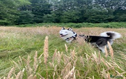 Siberian Husky dogs for stud: Stunning Blue eye Sibrian Husky for Stud  in Liverpool - Image 9