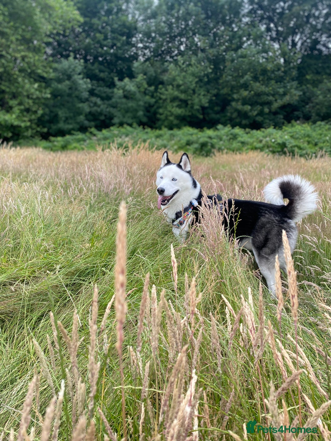 Siberian Husky dogs for stud: Stunning Blue eye Sibrian Husky for Stud  in Liverpool - Image 9