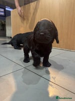 Cockapoo dogs - Advert 7