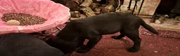 Labrador Retriever dogs for sale: Chunky well grown black Labrador puppies. KC, DNA. - Advert 14
