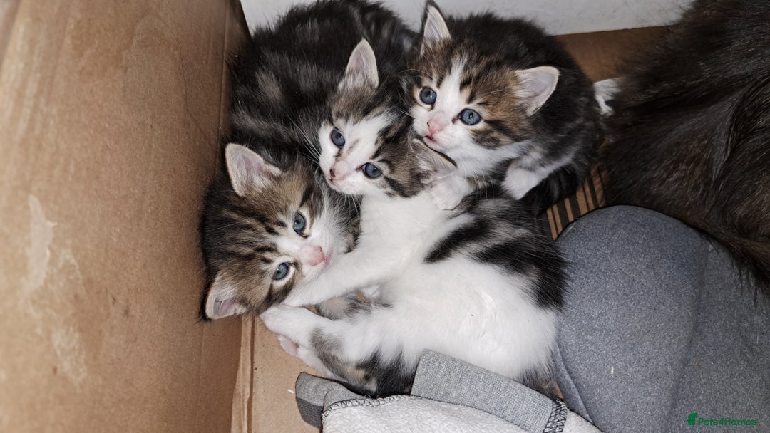 Maine Coon cats for sale: Maine Coon X kittens  - Image 11