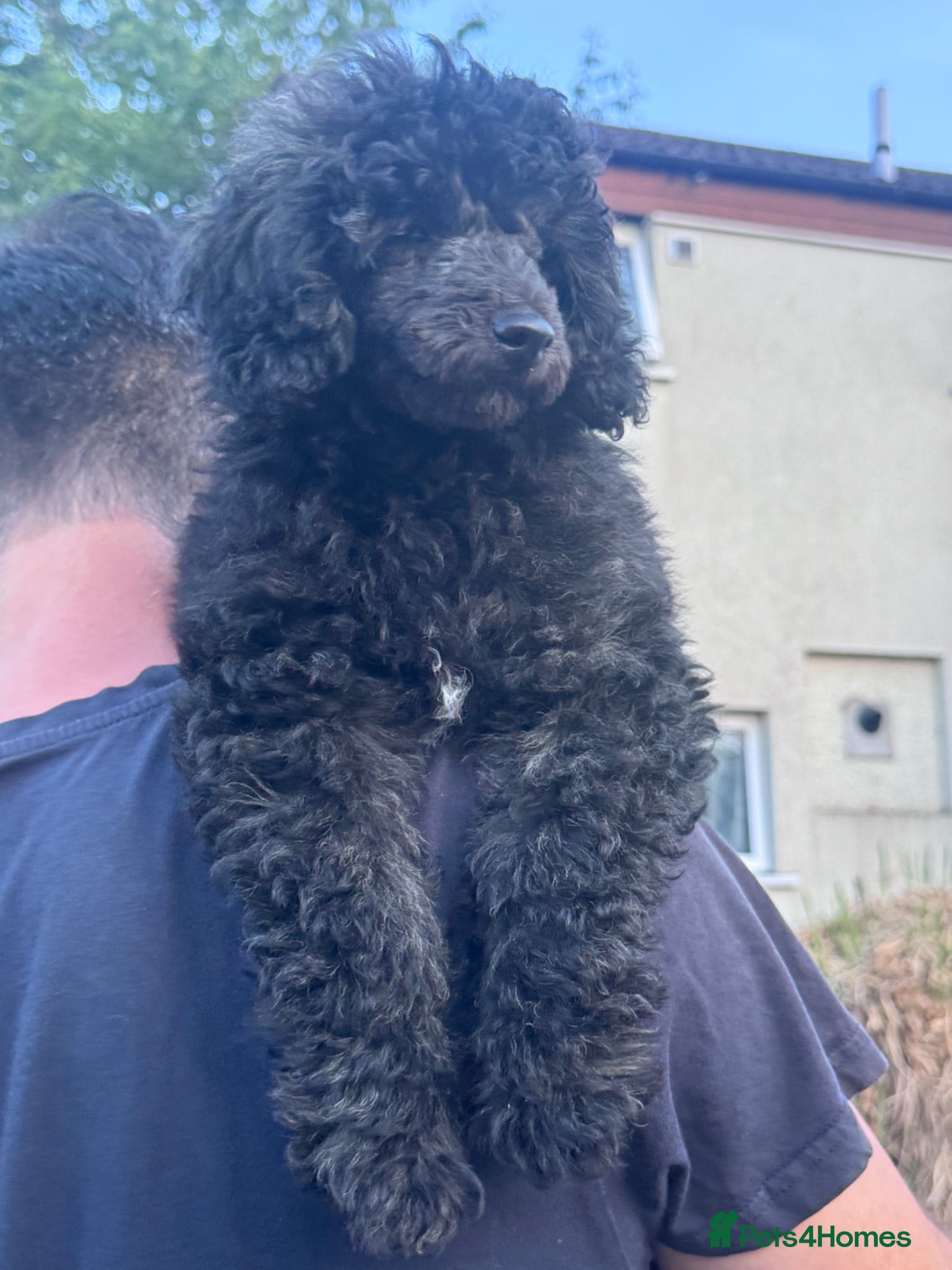 Mixed Breed dogs Miniature poodle boy - Advert 2