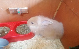 Mini Lion Lop rabbits for sale: 2 male Lion head lop bunnies for sale - Image 2