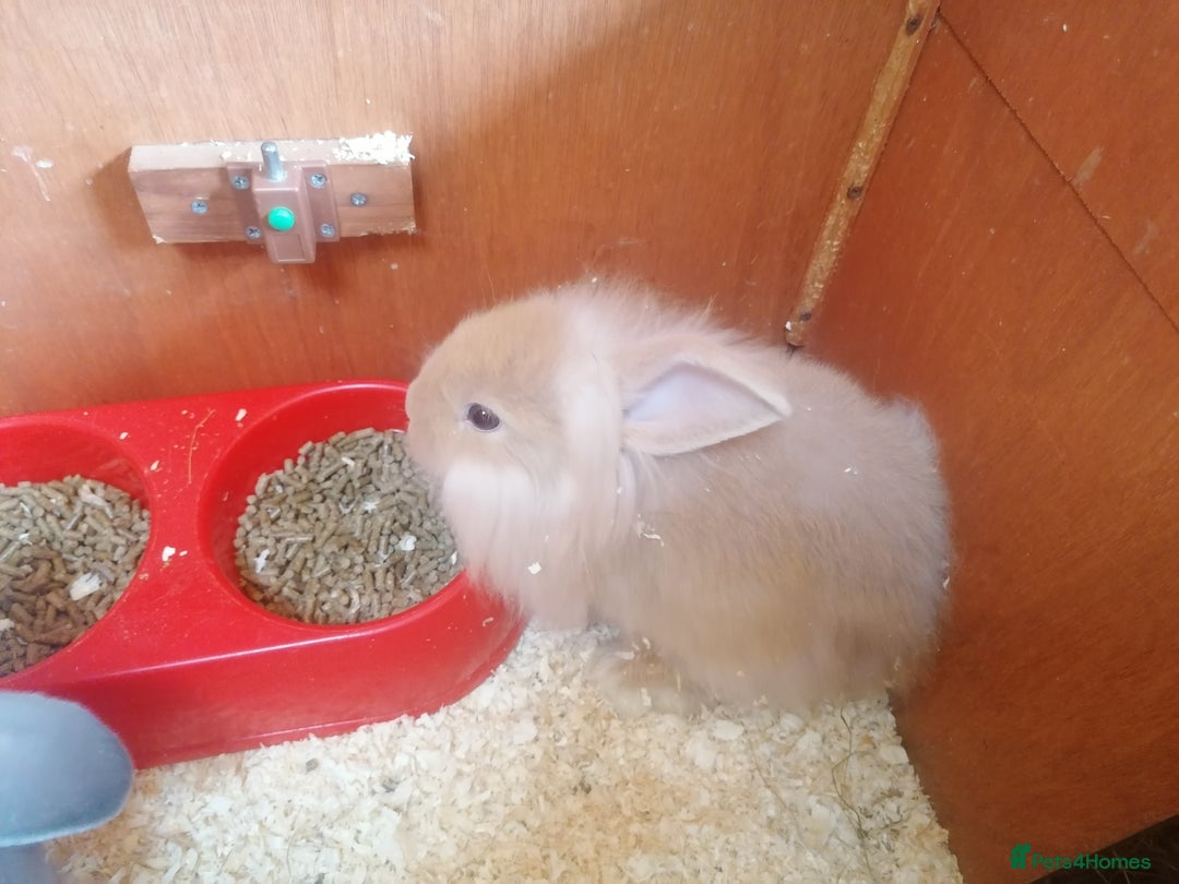 Mini Lion Lop rabbits for sale: 2 male Lion head lop bunnies for sale - Image 2
