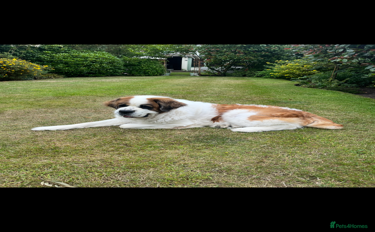 Saint Bernard dogs - Advert 1