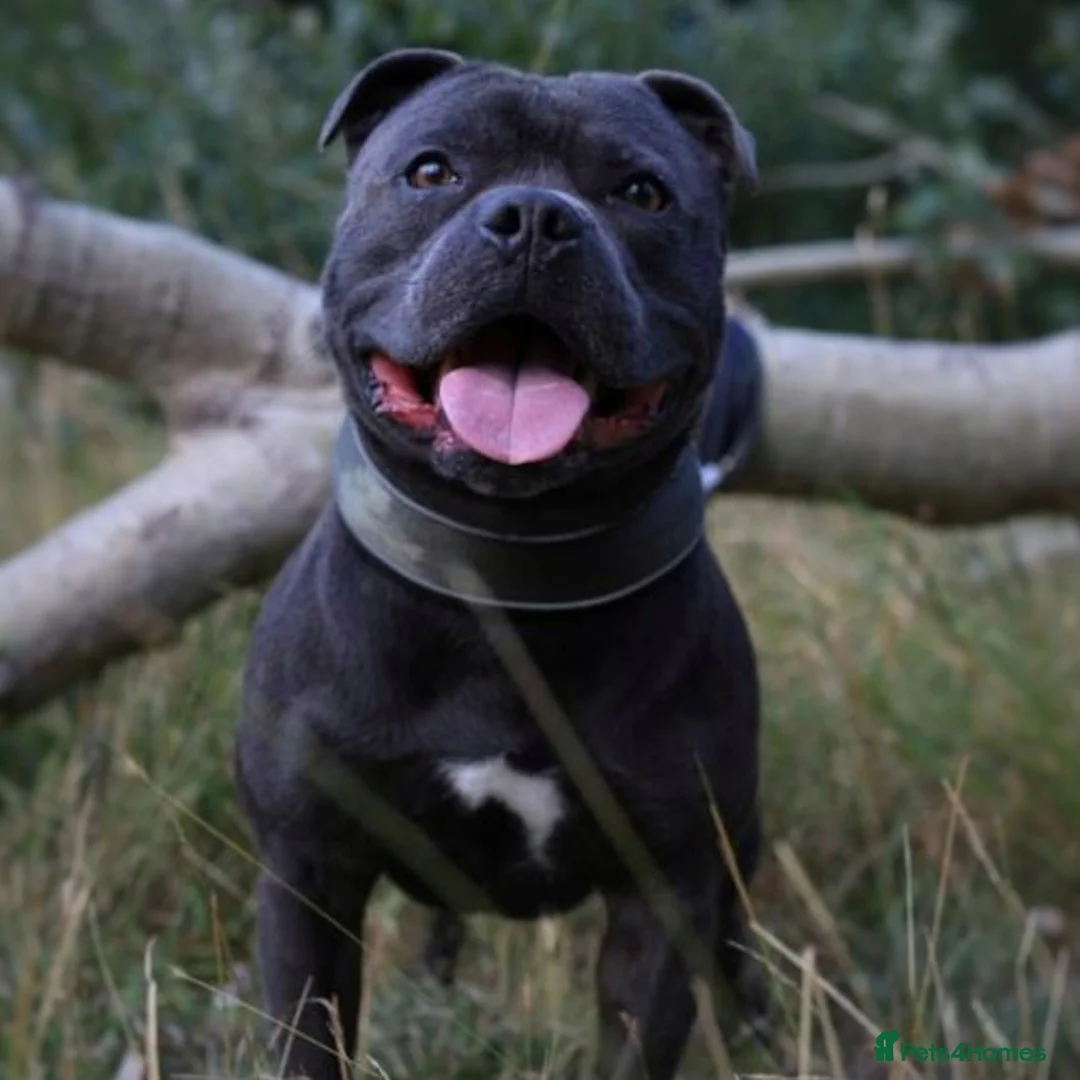 Staffordshire Bull Terrier dogs for stud: 🇬🇧 ONE & ONLY HERCULES, BLUE HEALTH TESTED STUD in Abingdon - Advert 6