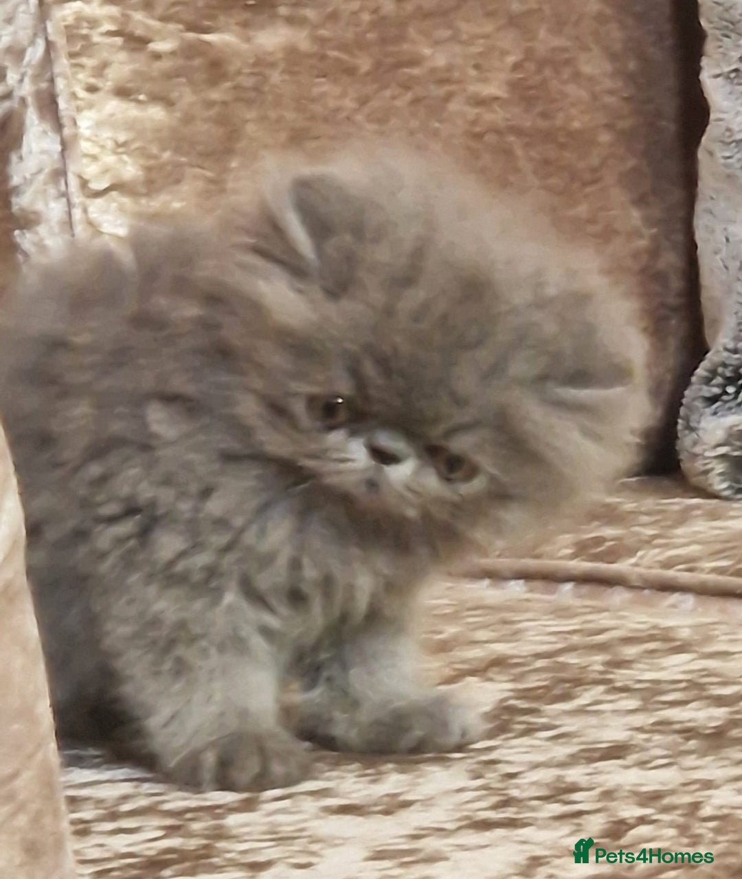 Exotic cats for sale: OUTSTANDING  QUALITY EXOTIC  KITTENS - Advert 37