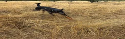 Dobermann dogs for sale: Duke 11MonthDoberman Looking for His Forever Home  in Wolverhampton - Advert 7