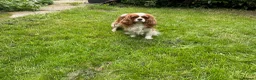 Cavalier King Charles Spaniel dogs for sale: 2 retired dogs Cavalier King Charles / poodle - Advert 6
