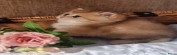British Shorthair cats for sale: 🧡 GOLDEN & SILVER BSH KITTENS TICA 🧡  - Advert 14