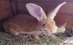 Continental Giant rabbits for sale: PURE Continental Giants Vaccinated 3 in 1 Reserve  - Image 13