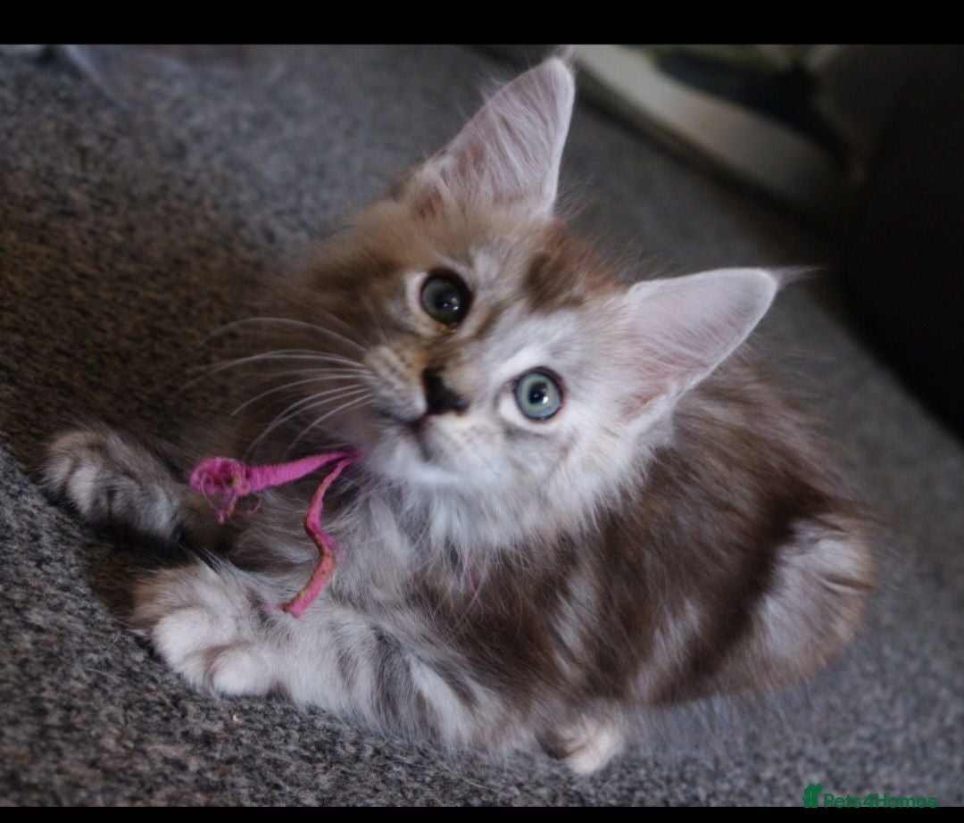 Maine Coon cats Stunning Mainecoon kittens  - Advert 3