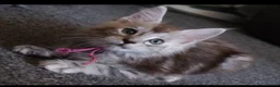 Maine Coon cats for sale: Stunning Mainecoon kittens  - Advert 1