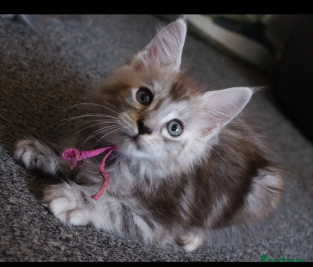 Maine Coon cats for sale: Stunning Mainecoon kittens  - Advert 1