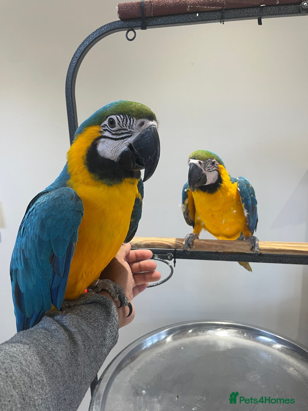 Macaws birds for sale: Ready Baby HandReared Super Tame Blue & Gold Macaw - Image 5