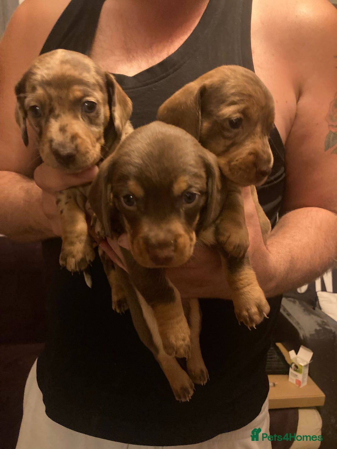Dachshund dogs for sale: 3 male 2 female dashound puppies ready to go. - Image 3