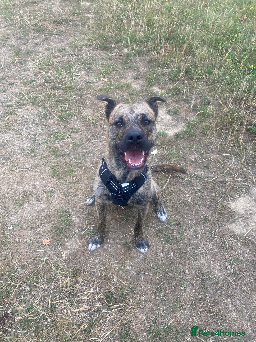 Mixed Breed dogs for sale: 1 year old dog needs rehoming  - Image 2