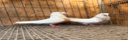 Pigeons birds for sale: IMPORTED IRANIAN SINEH PIGEONS - Advert 16