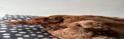 Cavapoo dogs for sale: Gorgeous CavaPoo puppies - Advert 7